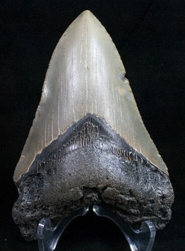 Megalodon Tooth From North Carolina #10446